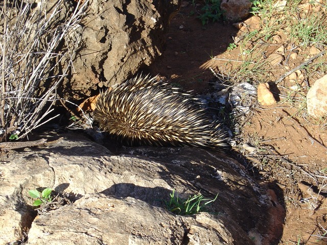 Mr Echidna